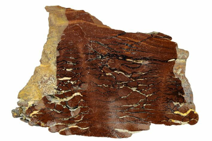 Polished Cretaceous Stromatolite Fossil - Western Australia #180055
